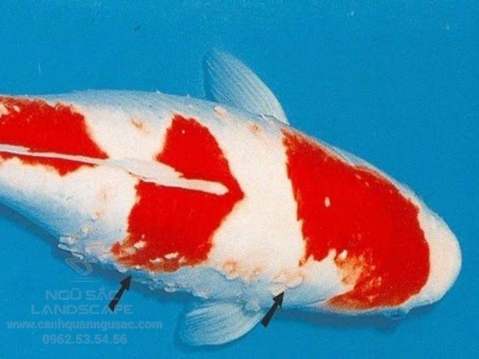 Bệnh đốm trắng ở cá Koi