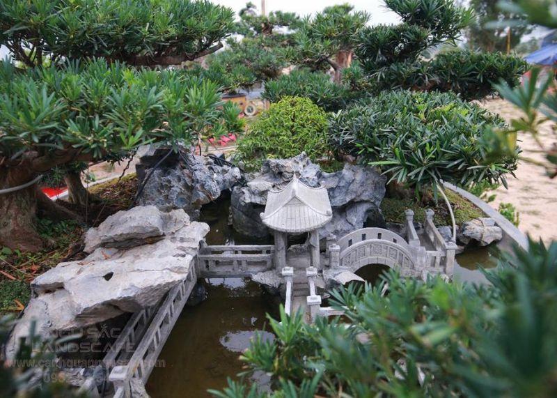 Cây Tùng Nhật trồng phong thủy sân vườn
